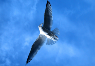 Soaring Above Your Challenges ~ The Gift of Metaview
