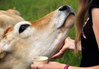 Our Animal Friends, Bodies and Children Deserve More: Choosing Conscious and Kind Eating (That Can Include Animal Products)