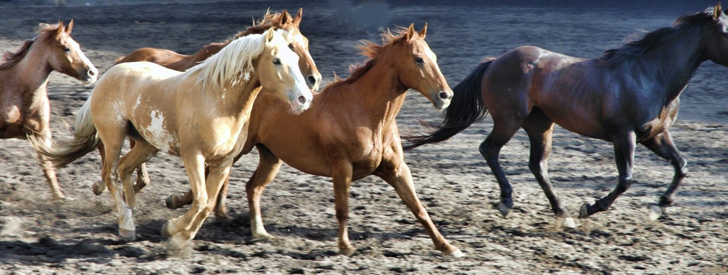 horse-2629042